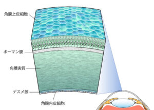 コンタクトで減る⁉眼の細胞「角膜内皮細胞」